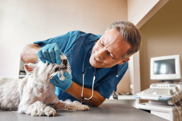 Best Knocked-Out Tooth (Avulsed Tooth) Treatment in Bevil Oaks, TX